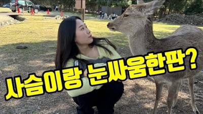 오사카 자유여행 가볼만한곳 나라시, 사슴공원, 도톤보리, 라멘맛집, 킨류라멘 타코야끼맛집, 앗치치 도톤보리 메가돈키호테쇼핑, 우동맛집, 츠루통탄, 소에몬쵸점, 갈만한곳