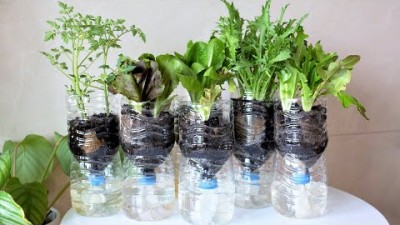 수경재배 페트병 자동급수 미니 텃밭 만들기