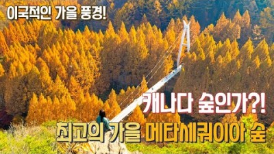 충남 대전 여행 가볼만한곳,가을 풍경,장태산 자연휴양림,외국적인 캐나다 느낌,아름다운 장소 여행 갈만한곳