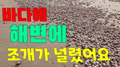 안면도 여행 해루질 가볼만한곳 명주조개 안면도해루질 안면도바다 서해바다 갈만한곳